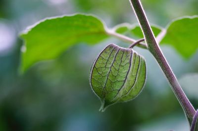 Close-up of green leaf on plant