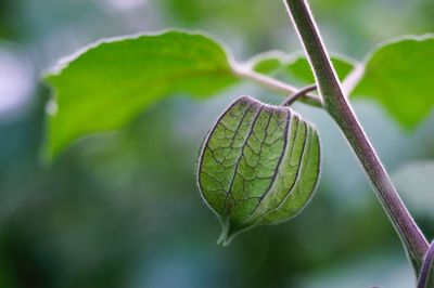 Close-up of winter cherry growing on plant