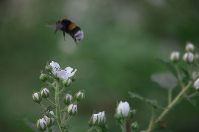 Close-up of honey bee pollinating flower