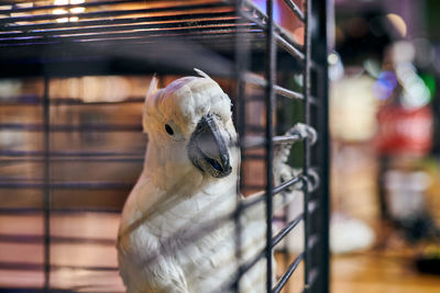 Close-up of parrot