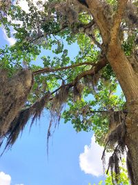 Low angle view of tree against sky