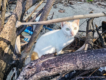 Portrait of a cat