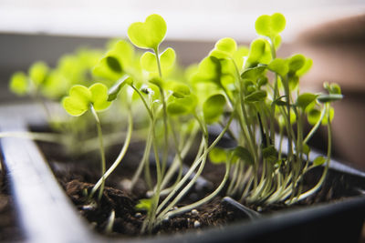Macro arugula seedlings and micro greens sprouting