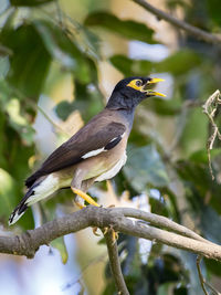 Close-up of bird perching on tree