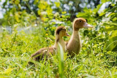 Duck in a field