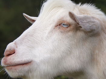 Just thought the goat was beautiful 