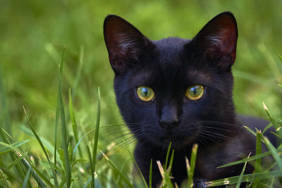 Close-up portrait of black cat on field