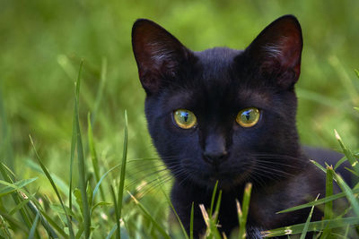 Close-up portrait of black cat on field