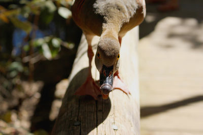 Close-up of bird on wood