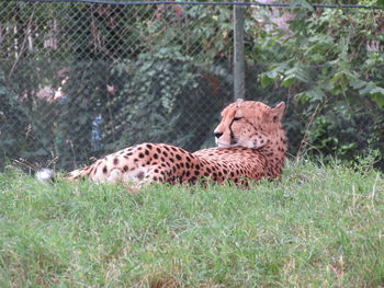 Cat relaxing on field