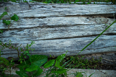 Close-up of tree trunk