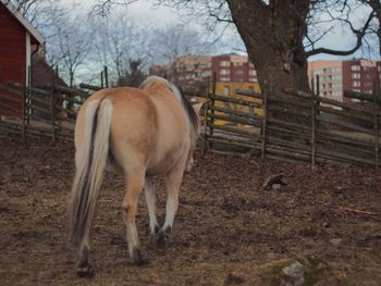 Horse on field against trees