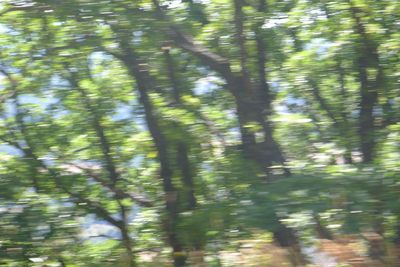 Reflection of trees in water