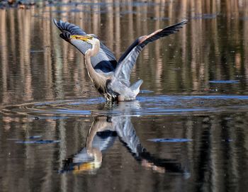 Great blue heron flapping wings with reflection in lake