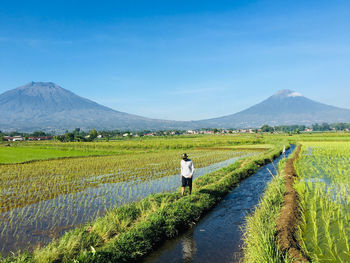 Rear view of agricultural field against sky