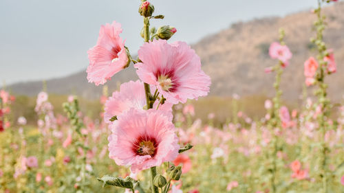 Close-up of pink flowering plant on field