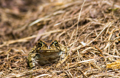 Close-up of lizard on grass