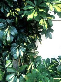 Low angle view of tree against sky