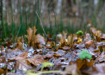 nature