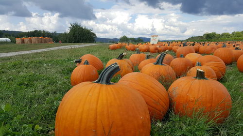 View of pumpkins on field against sky