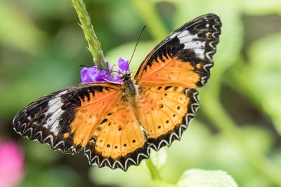 Close-up of butterfly pollinating on purple flower