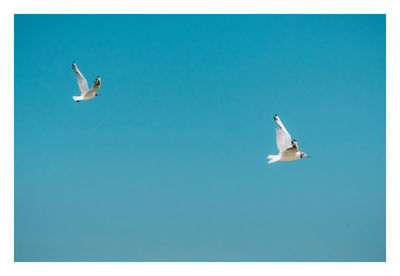 Low angle view of seagulls flying