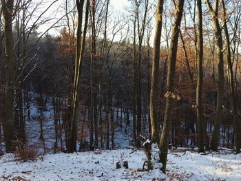 Bare trees in forest during winter