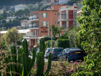 Cars parked by trees in city