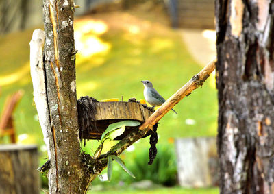 Bird perching on tree