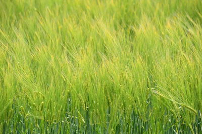 Full frame shot of wheat field