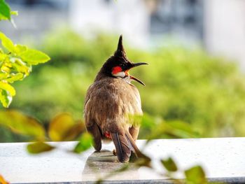 Close-up of bird perching on a plant