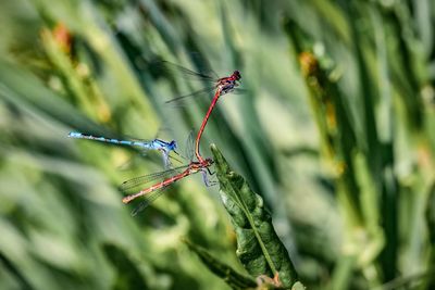 Close-up of insect on plant