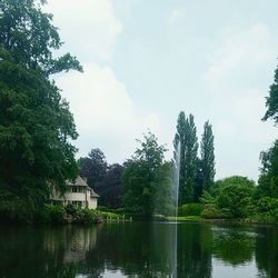 Reflection of trees in lake