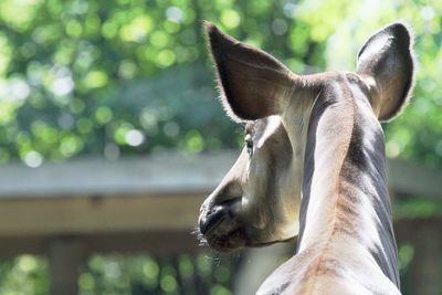 Close-up portrait of giraffe