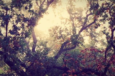 Trees in forest