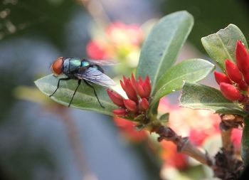 Close-up of insect on flower