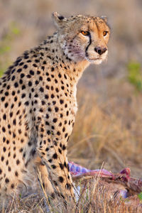 cheetah on the