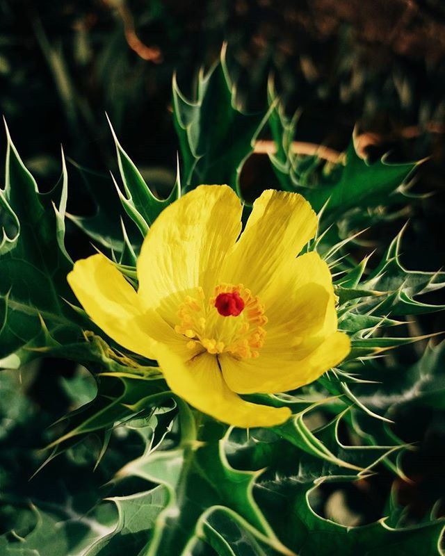 flower, petal, freshness, flower head, fragility, growth, yellow, beauty in nature, blooming, close-up, focus on foreground, plant, nature, single flower, leaf, in bloom, pollen, stamen, park - man made space, blossom