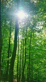 Low angle view of sunlight streaming through trees in forest