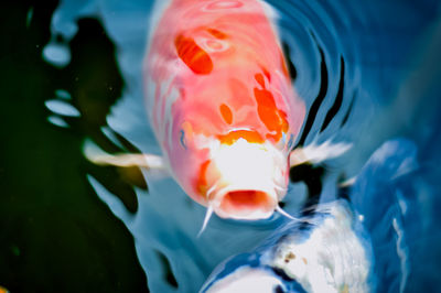 Close-up of fish swimming in sea