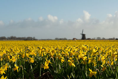 Scenic view of yellow flower field against sky