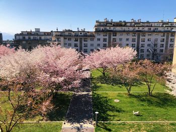 Cherry blossom by buildings in city against clear sky