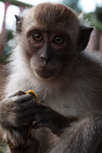 Portrait of monkey