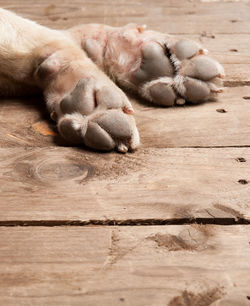 Close-up of an animal sleeping on wood