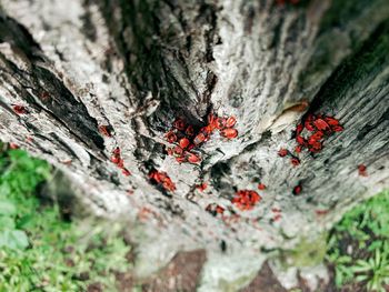 Close-up of tree trunk