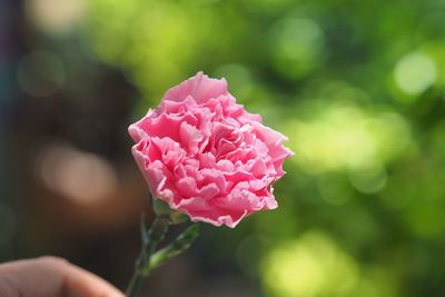 Close-up of pink flowering plant