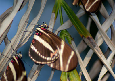 Zebra butterfly