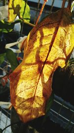 Close-up of leaves against blurred background