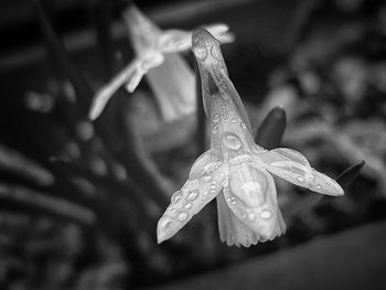 Close-up of wet flower