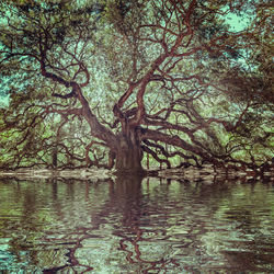 Scenic view of lake in forest